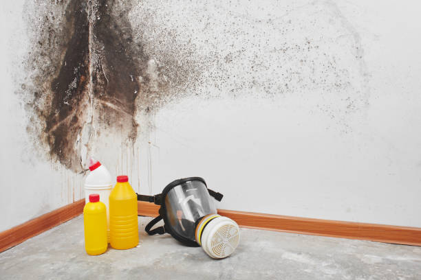 Best Industrial Mold Remediation in Gardnertown, NY