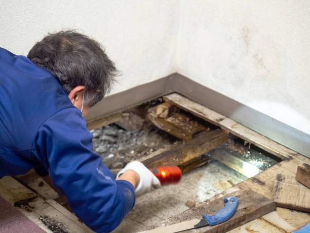 Best Black Mold Remediation in Gardnertown, NY