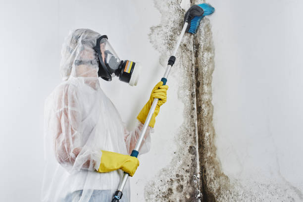 Best Crawl Space Mold Remediation in Gardnertown, NY