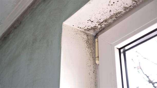 Best Bathroom Mold Remediation in Gardnertown, NY