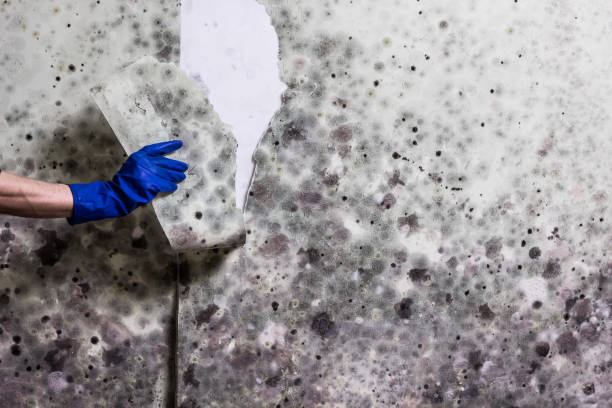Best Residential Mold Remediation in Gardnertown, NY